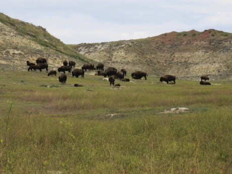 Buffalo herd, T.R.N.P.